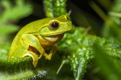 132-Chlorohyla gracilenta